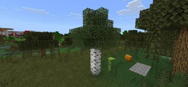 Береза в болоте