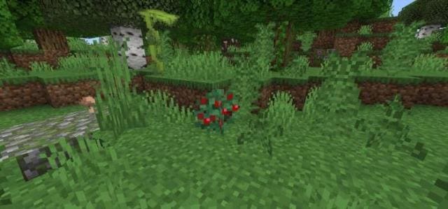 Куст сладкой ягоды