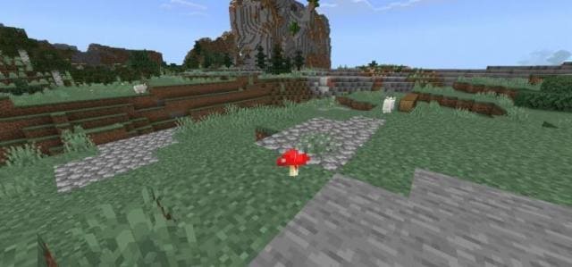 Дикие грибы