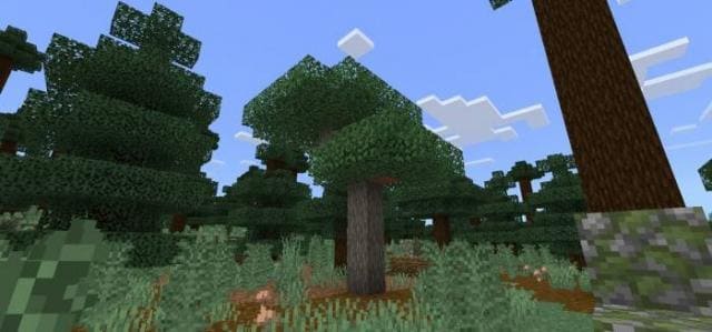 Акация в тайге