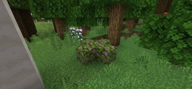 Кусты на холме