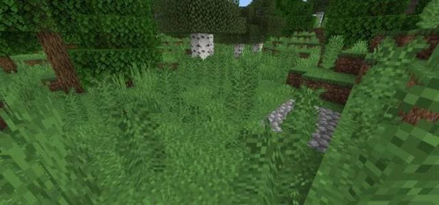 Папоротник