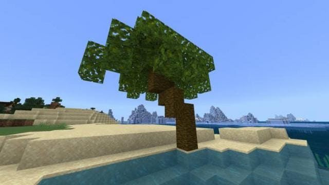 Береза и пальма