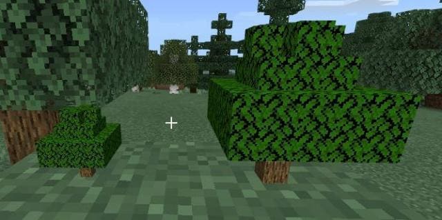 Маленькое и большое дерево