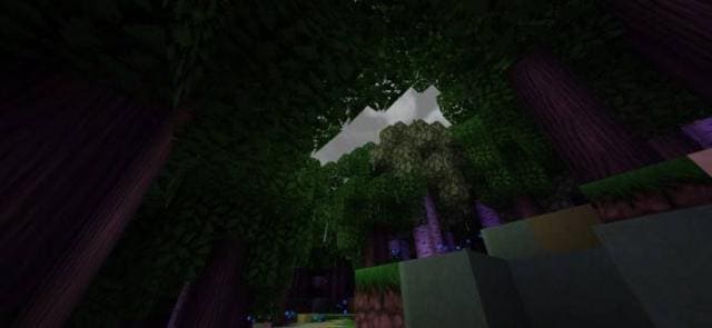 Небольшое пространство в чаще леса