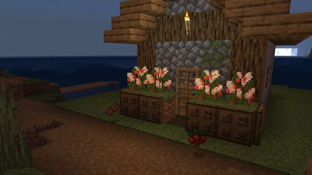 Кофейные кусты как украшение для дома