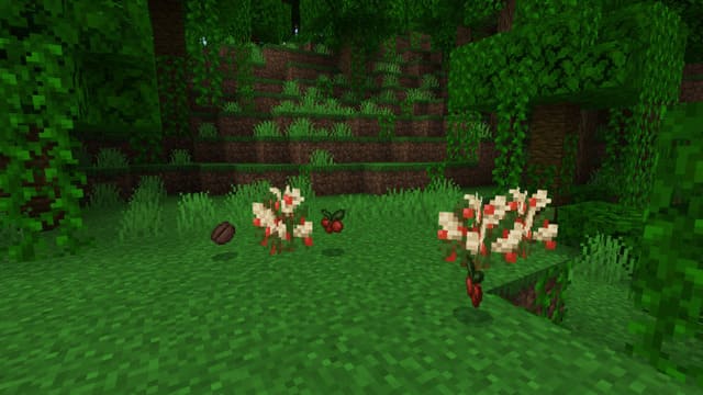 Кофейные кусты в лесу