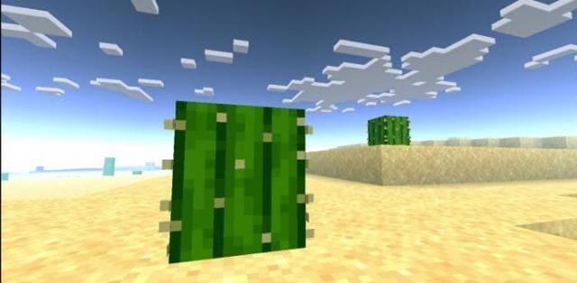 Кактус в пустыне