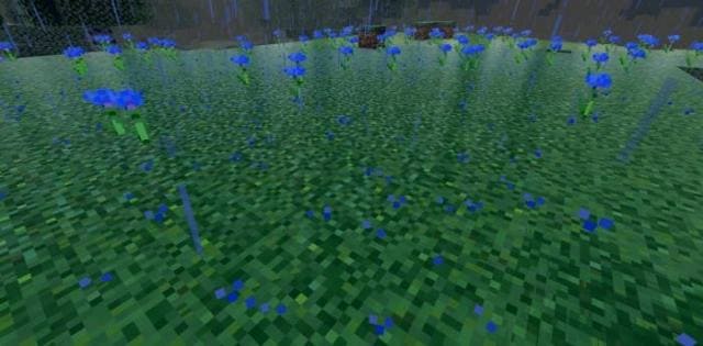 Синие цветы