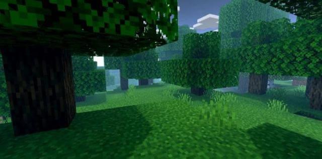 Вид на лес изнутри