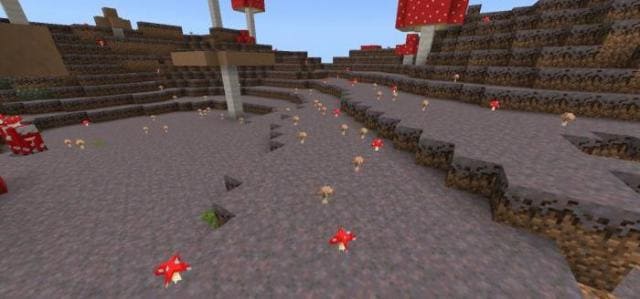 Маленькая грибная растительность