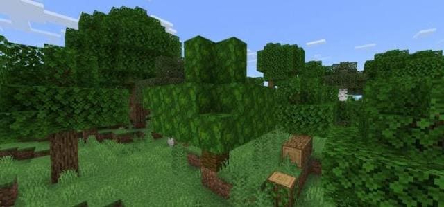 Дикое дерево джунглей