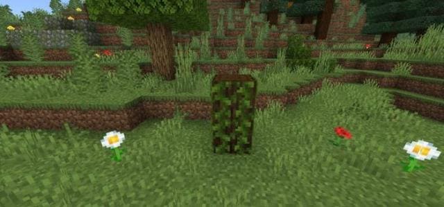 Пень темного дуба