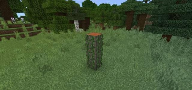 Пень акации