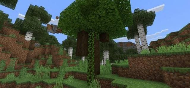 Дикий темный дуб