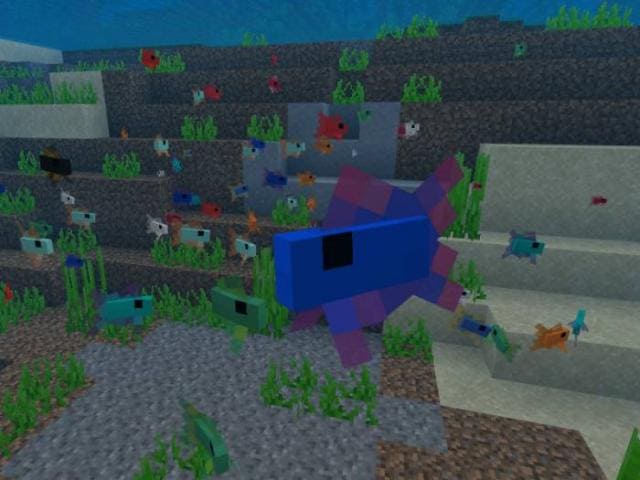 Бойцовая рыбка