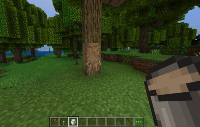 Гевея бразильская в джунглях