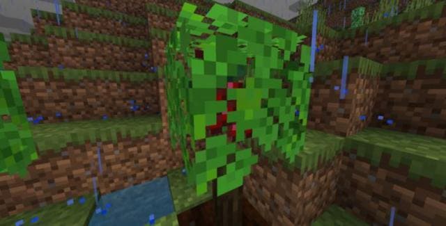 Виноград в листве