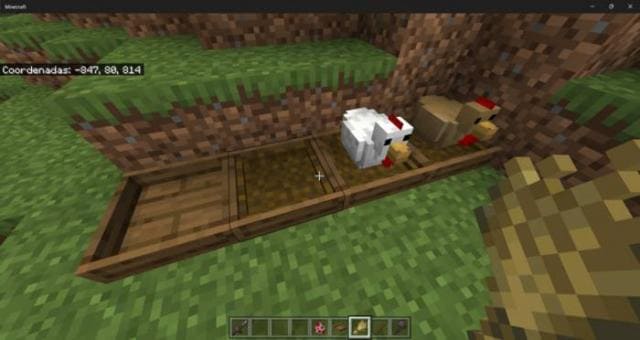 Курицы в курятнике