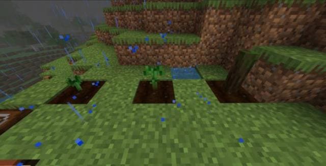 Стадии роста винограда