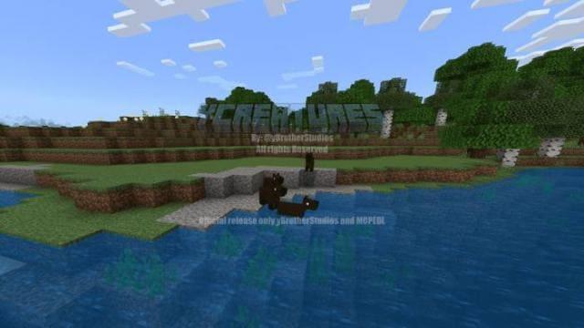 Морская свинка