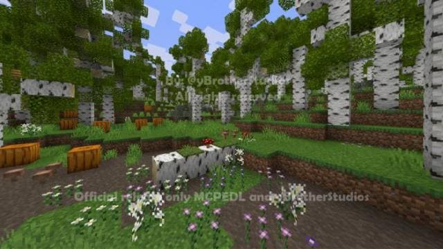 Березовый лес вид