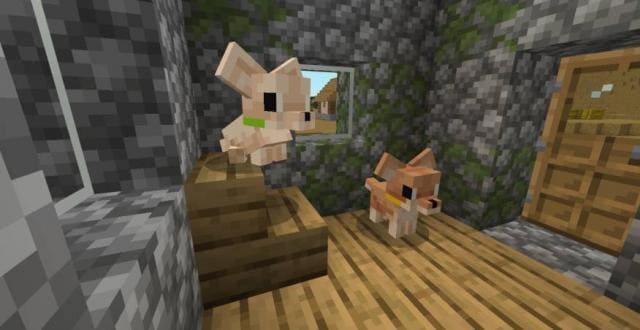 Два чихуахуа