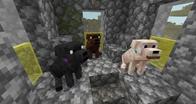 3 Лабрадора