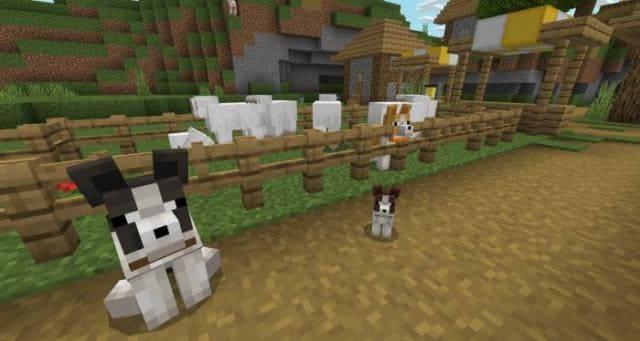 Бордер Колли рядом с овцами