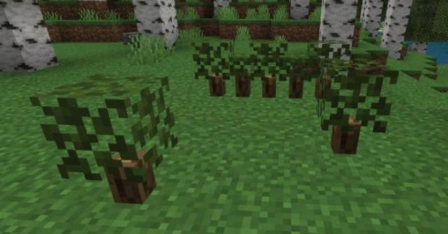 Несколько кустарников