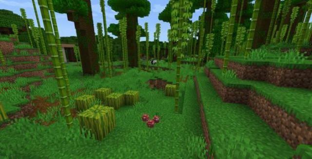 Арбузы и маленькие грибы