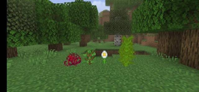 Саженцы и растения