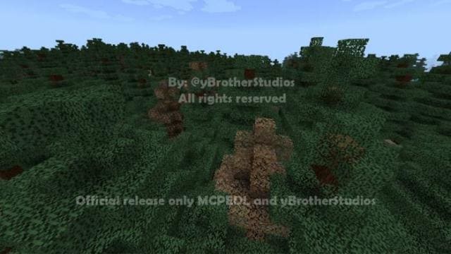 Хвойный лес