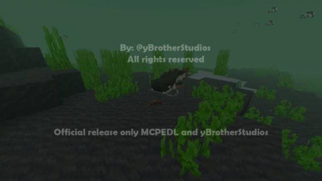 Сом в океане