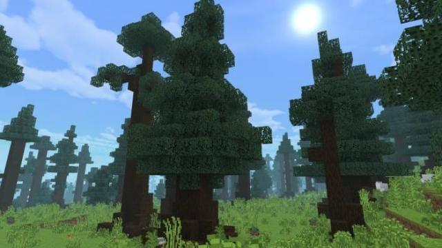 Ели под солнцем