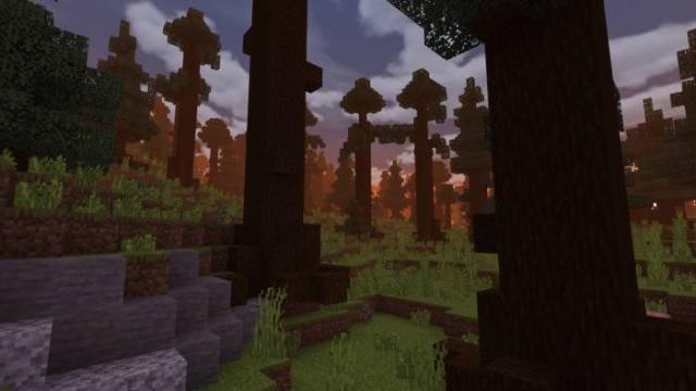 Лес на закате