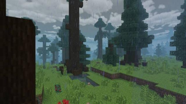 Дождливый лес