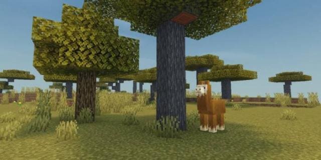 Лама рядом с деревом в саванне