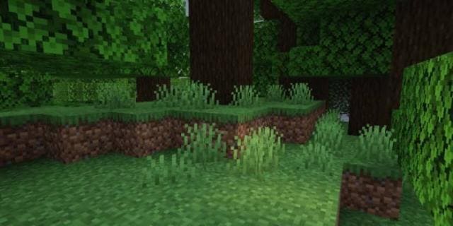 Короткая трава в лесу