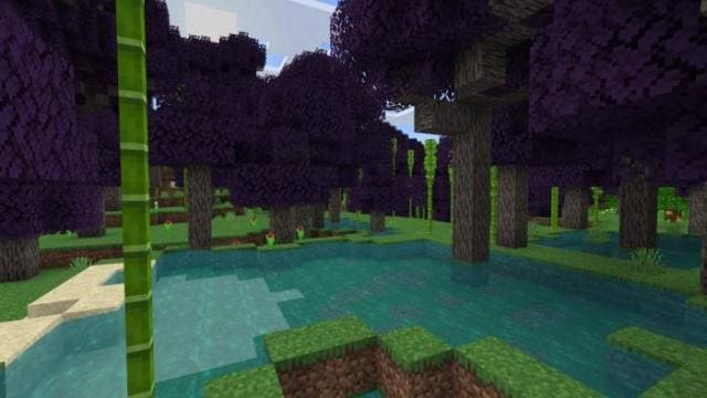 Лес Жакаранда