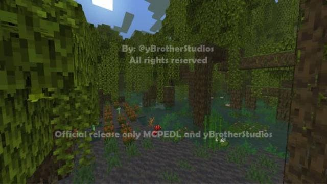 Вид на мангровые заросли