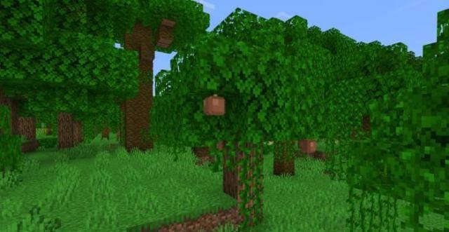 Абрикосовые деревья