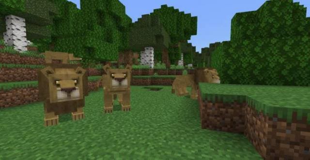 Два вида львов