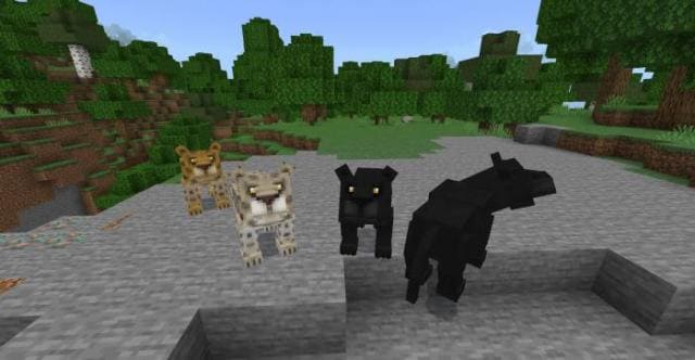 Разные виды больших кошек