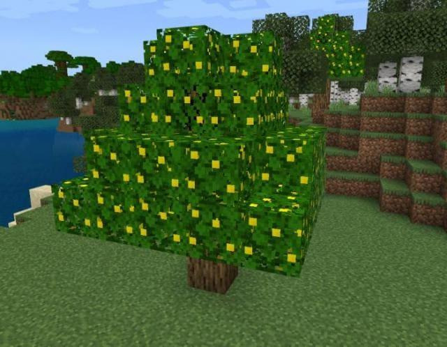 Лимонное дерево