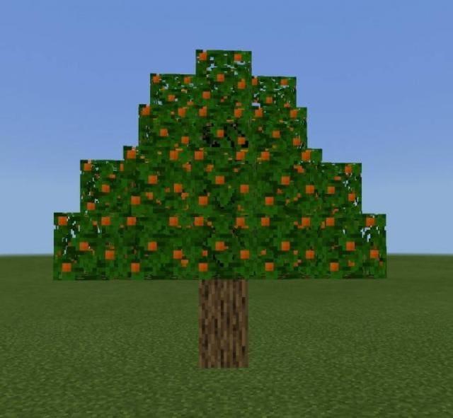 Апельсины на дереве