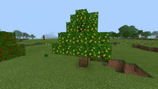 Манговое дерево