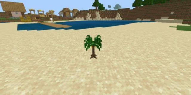 Банановый саженец