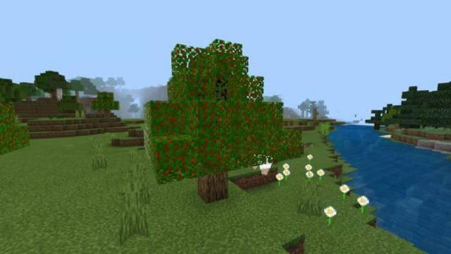 Вишневое дерево