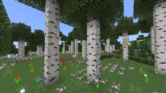 Цветы в березовом лесу